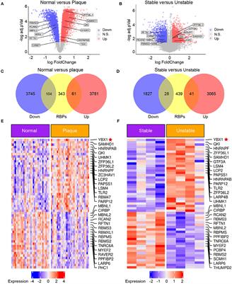 YB1 dephosphorylation attenuates atherosclerosis by promoting CCL2 mRNA decay